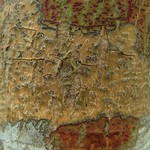 Trypethelium virens