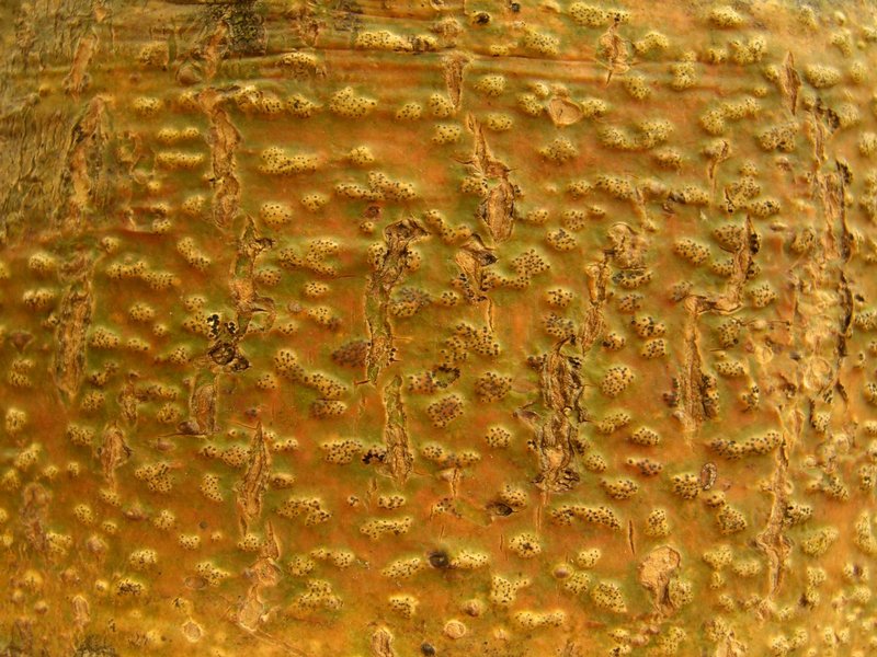 Trypethelium virens