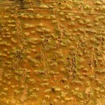 Trypethelium virens