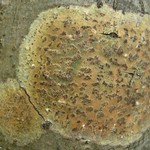 Trypethelium virens