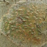 Trypethelium virens