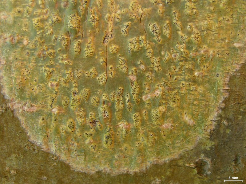 Trypethelium virens