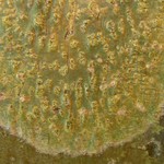 Trypethelium virens