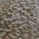 Trypethelium virens