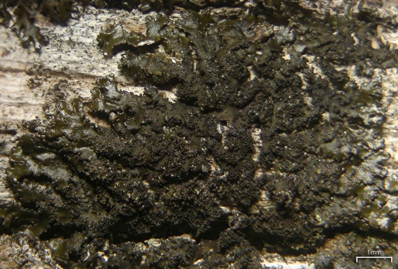 Tuckermanella coralligera