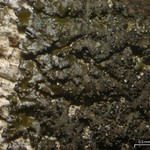 Tuckermanella coralligera
