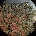 Tuckermanella fendleri