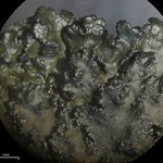 Tuckermanella fendleri