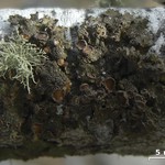 Tuckermanella fendleri
