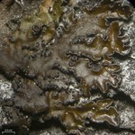 Tuckermanella weberi