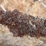 Tuckermannopsis americana