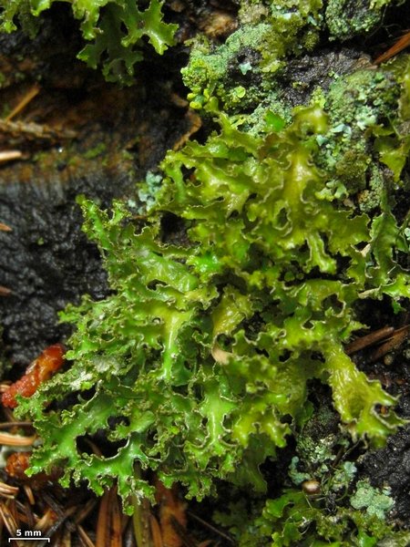 Tuckermannopsis chlorophylla