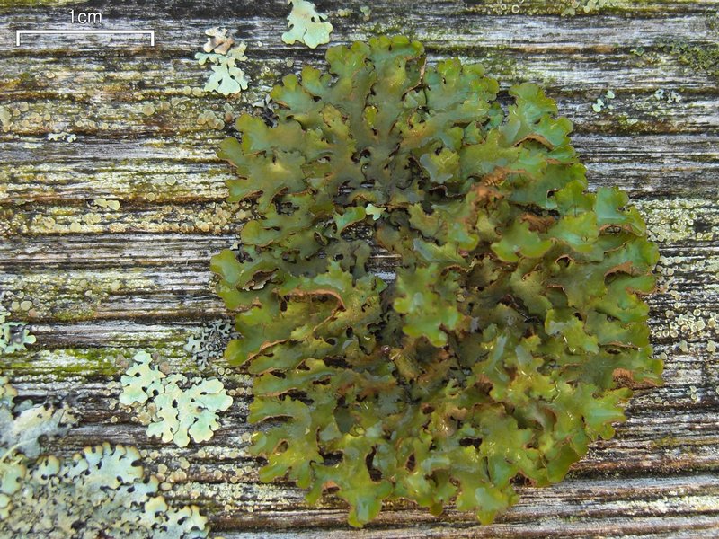 Tuckermannopsis ciliaris
