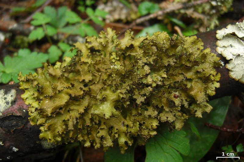 Tuckermannopsis ciliaris