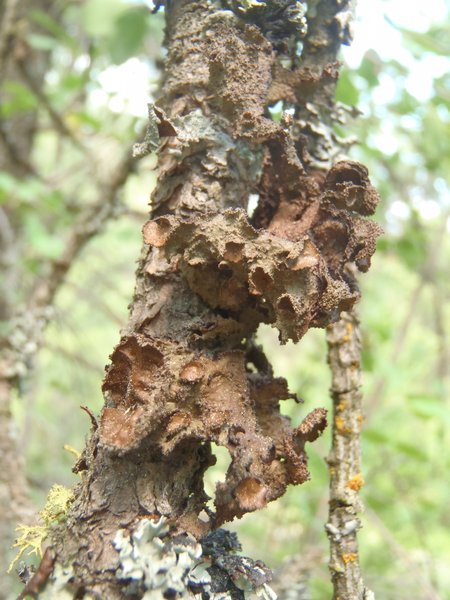 Tuckermannopsis platyphylla