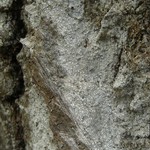 Tylophoron americanum