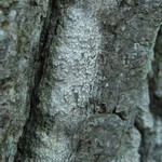 Tylophoron americanum