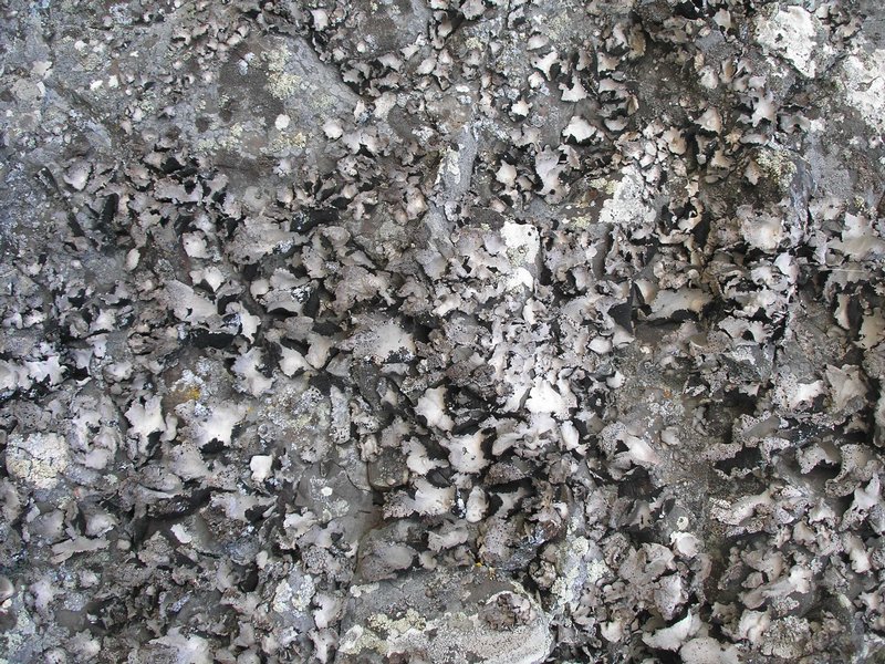 Umbilicaria americana