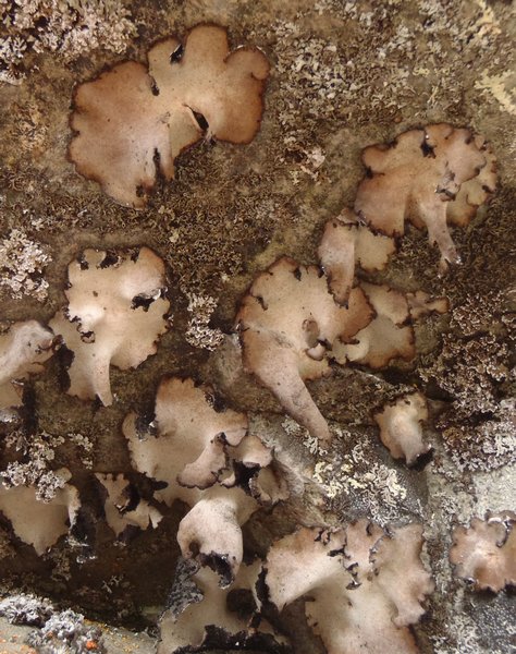 Umbilicaria americana