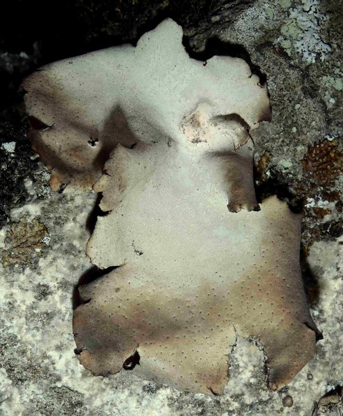 Umbilicaria americana