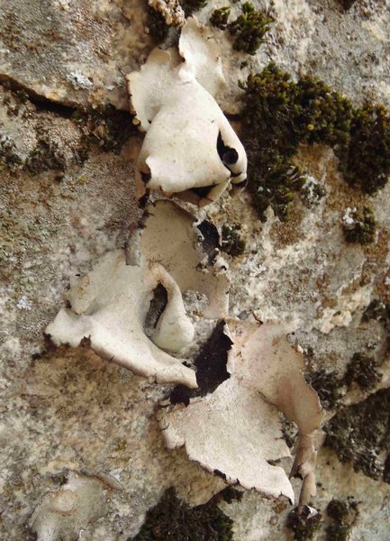 Umbilicaria americana
