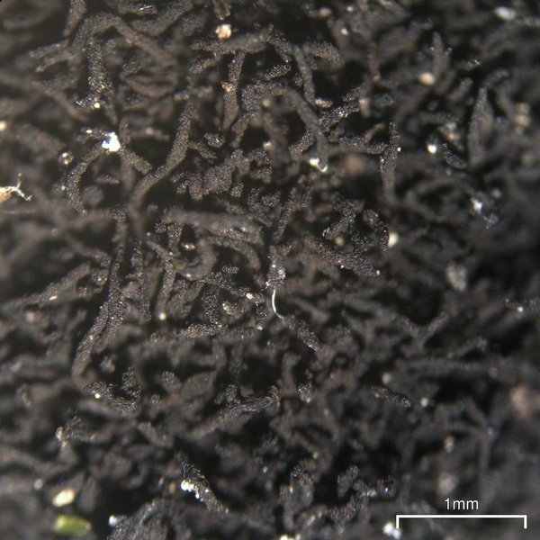 Umbilicaria americana