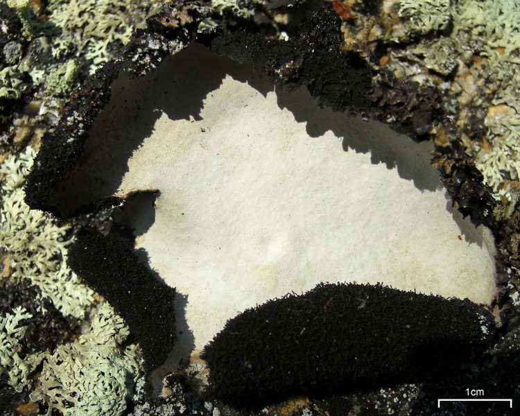 Umbilicaria americana