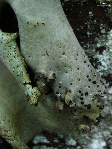 Umbilicaria americana