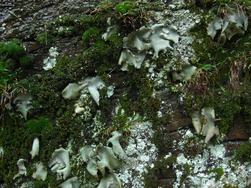 Umbilicaria americana