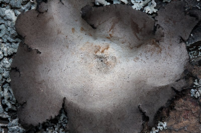 Umbilicaria americana