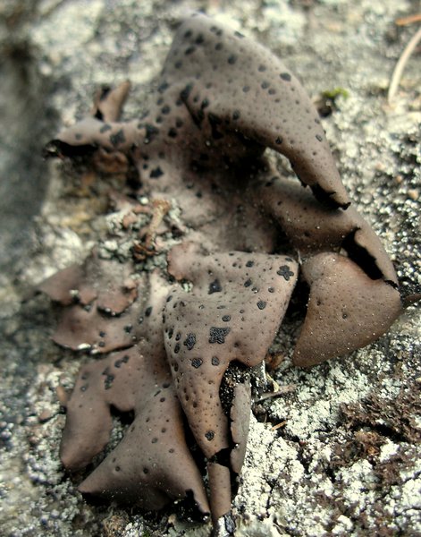 Umbilicaria angulata