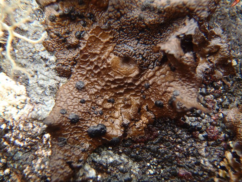 Umbilicaria arctica