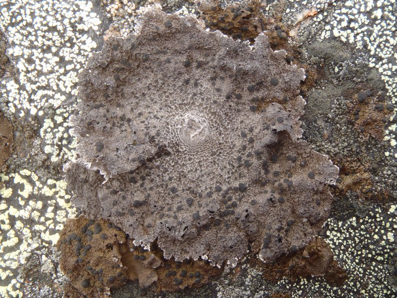 Umbilicaria arctica