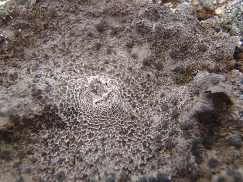 Umbilicaria arctica