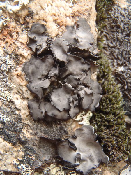 Umbilicaria cinereorufescens