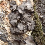 Umbilicaria cinereorufescens