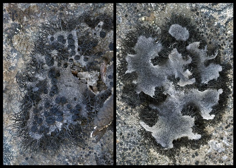 Umbilicaria cylindrica