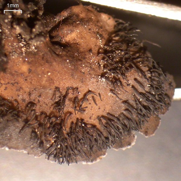 Umbilicaria cylindrica