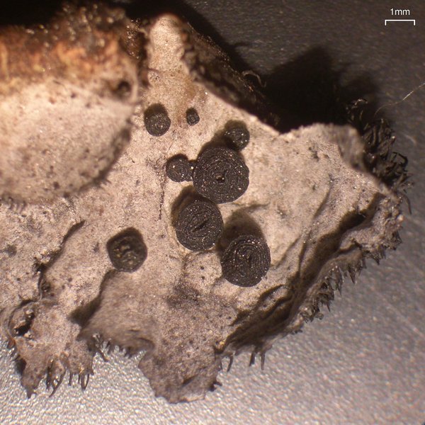 Umbilicaria cylindrica