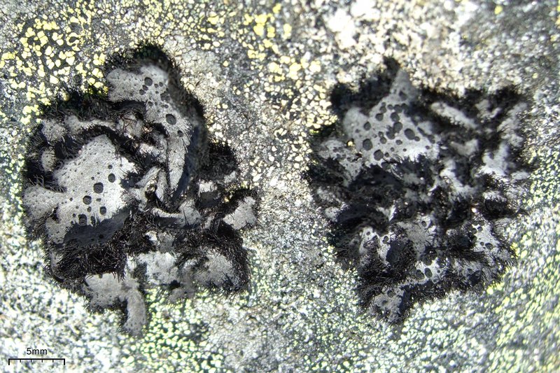 Umbilicaria cylindrica