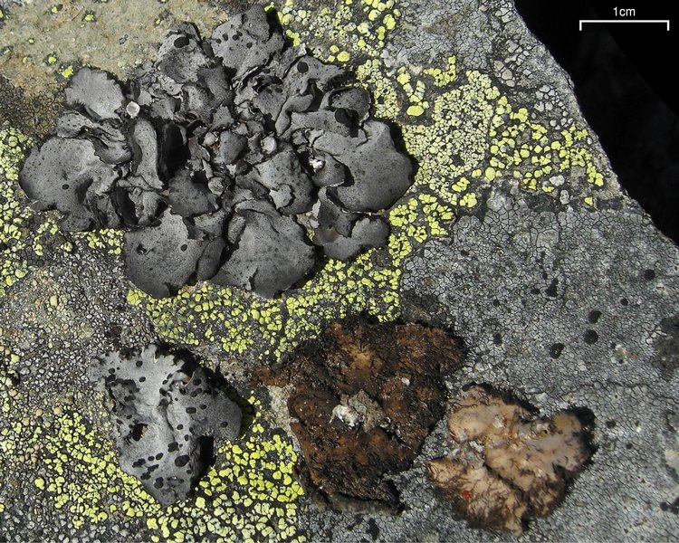 Umbilicaria cylindrica