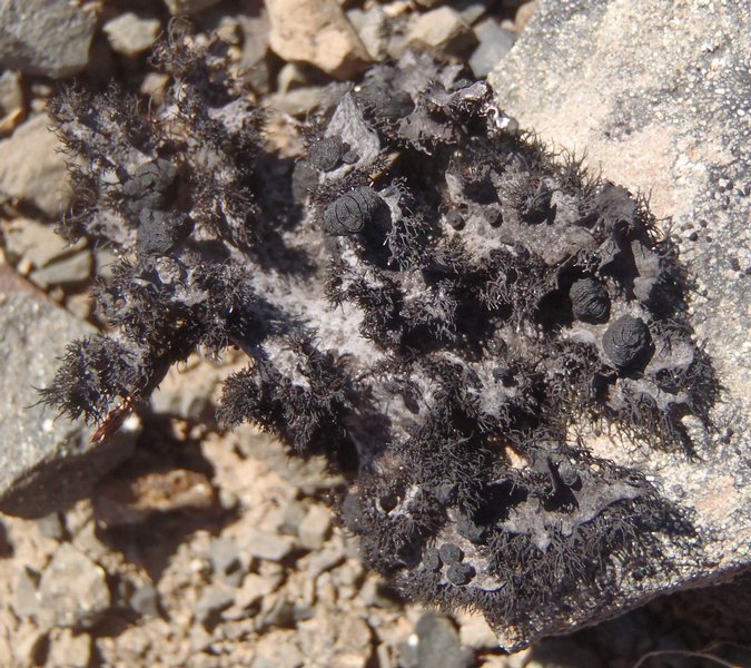 Umbilicaria cylindrica