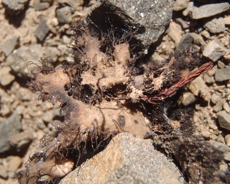 Umbilicaria cylindrica