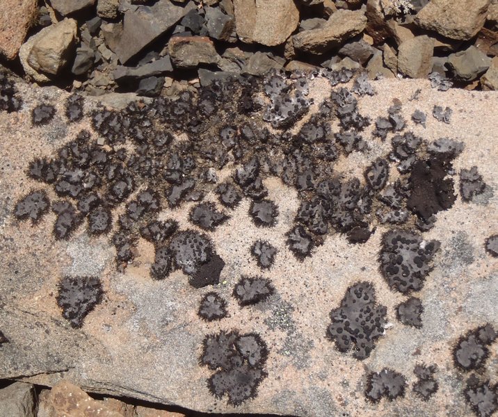 Umbilicaria cylindrica