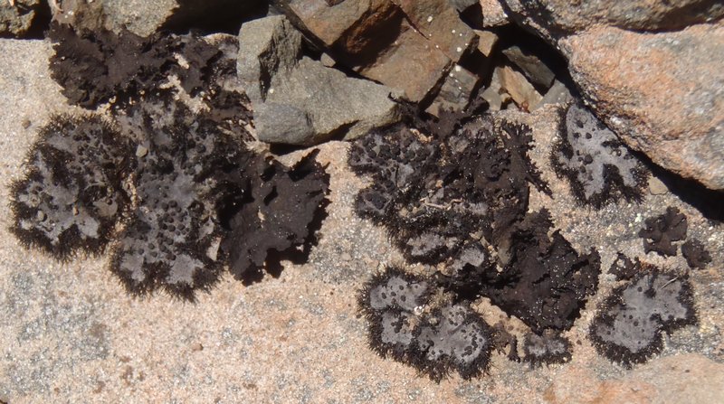 Umbilicaria cylindrica