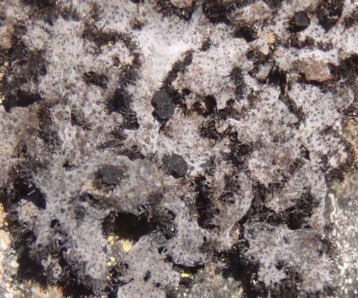 Umbilicaria cylindrica