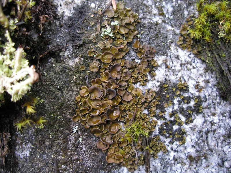 Umbilicaria deusta