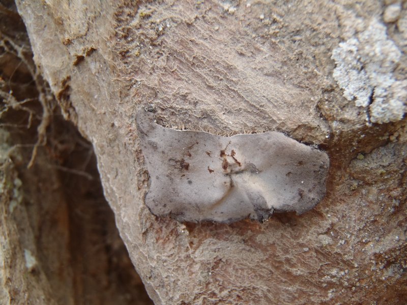 Umbilicaria hirsuta