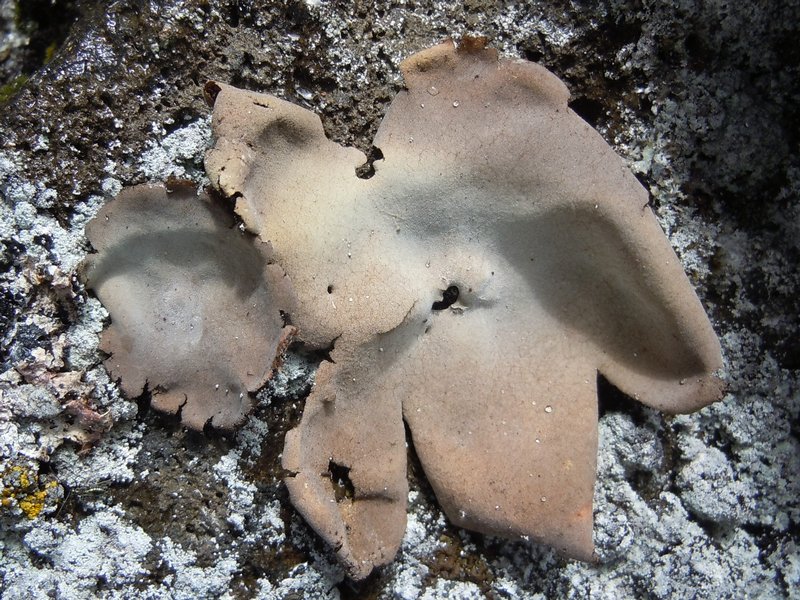 Umbilicaria hirsuta