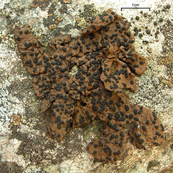 Umbilicaria hyperborea